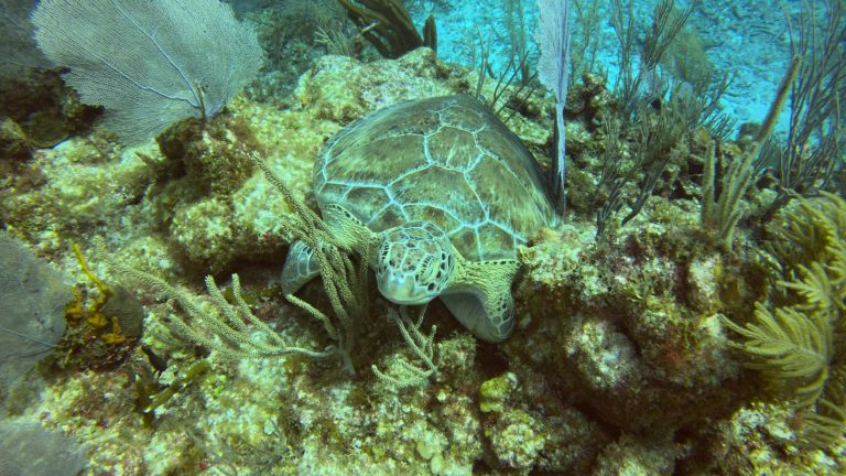 akumal