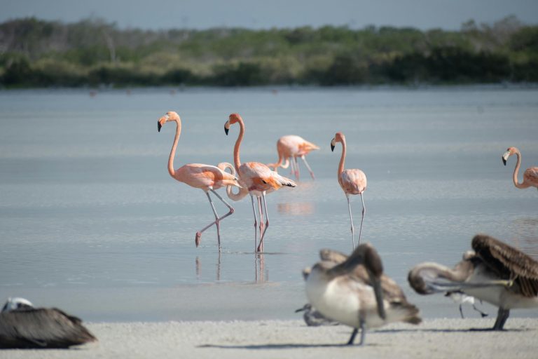 holbox